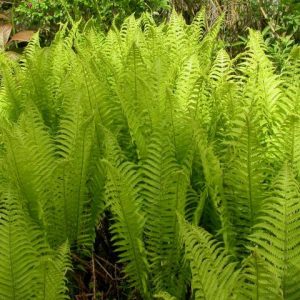 Matteuccia orientalis