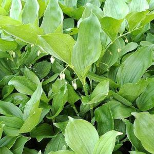 Polygonatum hirtum