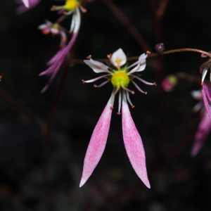 Saxifraga cortusifolia Atropurpurea Red – Bild 3