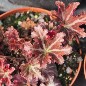 Saxifraga cortusifolia Atropurpurea Red – Bild 4