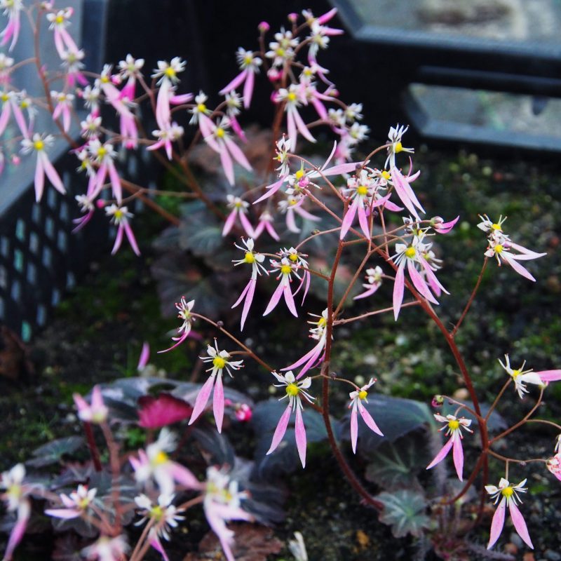 Saxifraga cortusifolia Atropurpurea Rose weiß