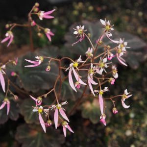Saxifraga cortusifolia Atropurpurea Rose-Weiß – Bild 3