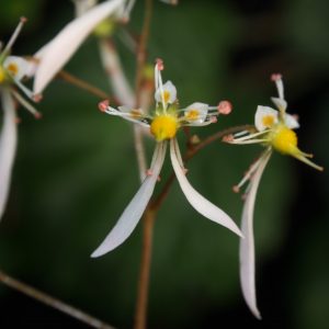 Saxifraga cortusifolia Atropurpurea Rose weiß