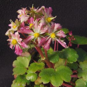 Saxifraga cortusifolia Kichi JP