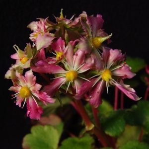 Saxifraga cortusifolia Kichi JP – Bild 3
