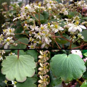 Saxifraga cortusifolia Weiße Chrysantheme aus Iyo