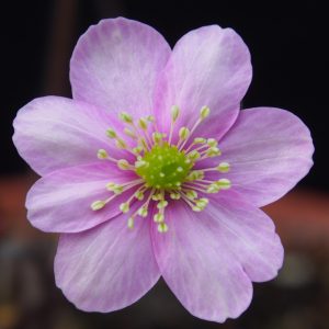 Hepatica x kristensenae Fantastica GK – Bild 5