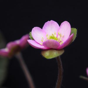 Hepatica x kristensenae Fantastica GK – Bild 4