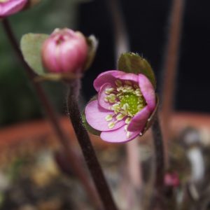 Hepatica x kristensenae Fantastica GK – Bild 3