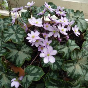 Hepatica x kristensenae Fantastica GK – Bild 8
