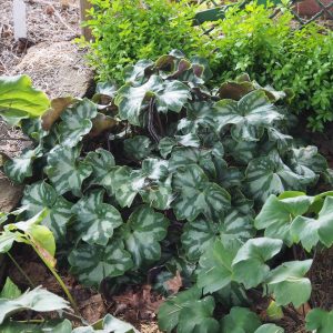 Hepatica x kristensenae Fantastica GK – Bild 7
