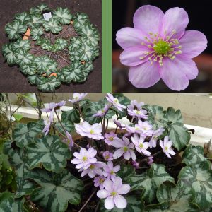 Hepatica x kristensenae Fantastica GK