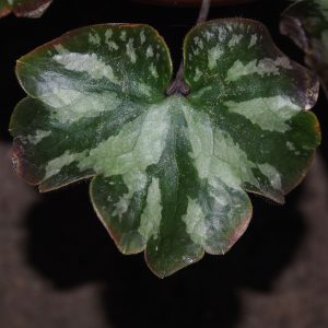 Hepatica x kristensenae Fantastica GK – Bild 2