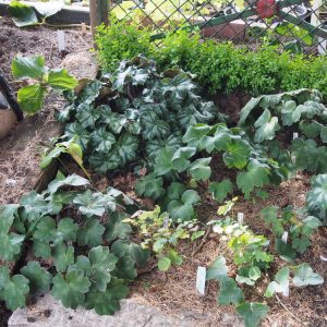 Hepatica x kristensenae Fantastica GK – Bild 6