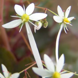 Saxifraga cortusifolia Fleur Delacour JP