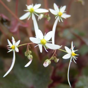 Saxifraga cortusifolia Fleur Delacour JP – Bild 3