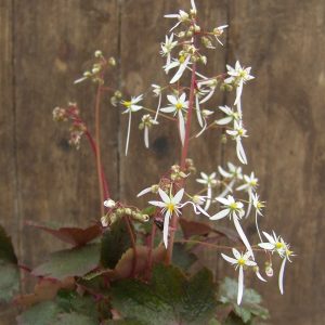 Saxifraga cortusifolia Fleur Delacour JP – Bild 4