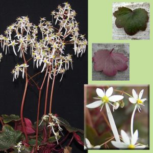 Saxifraga cortusifolia Fleur Delacour JP