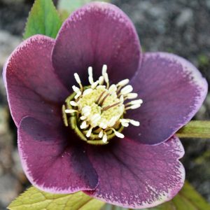 Helleborus x hybridus ' Aubergine '