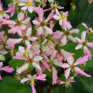 Saxifraga cortusifolia Kichi JP – Bild 7