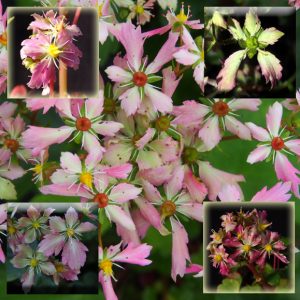 Saxifraga cortusifolia Kichi JP