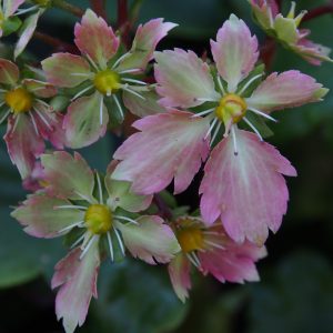 Saxifraga cortusifolia Kichi JP – Bild 6