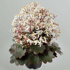Saxifraga cortusifolia Dancing Pixis ® Thara