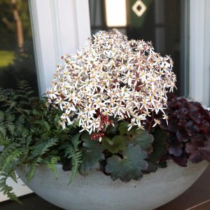 Saxifraga cortusifolia Dancing Pixis ® Thara – Bild 3