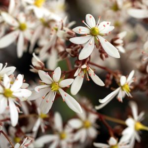 Saxifraga cortusifolia Dancing Pixis ® Thara – Bild 4