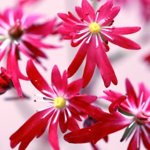 Saxifraga cortusifolia Dancing Pixis ® Tia – Bild 2