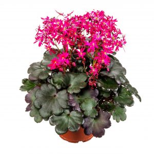 Saxifraga cortusifolia Dancing Pixis ® Tia