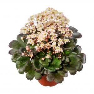 Saxifraga cortusifolia Dancing Pixis ® Tikki
