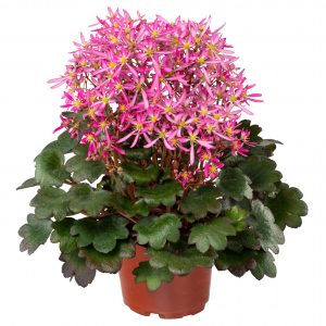 Saxifraga cortusifolia Dancing Pixis ® Tini