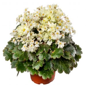 Saxifraga cortusifolia Dancing Pixis ® Tweeny