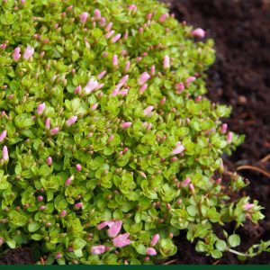 Anagallis tenella – Bild 3