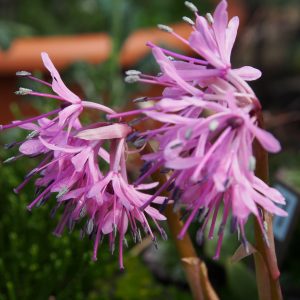 Heloniopsis orientalis Syoujyoubakama