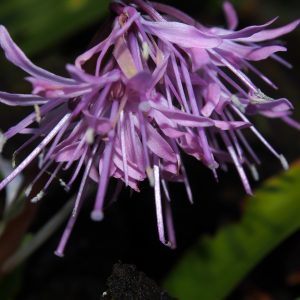 Heloniopsis orientalis Syoujyoubakama – Bild 3