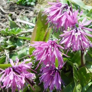 Heloniopsis orientalis Syoujyoubakama – Bild 4