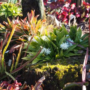 Heloniopsis orientalis Alba – Bild 2