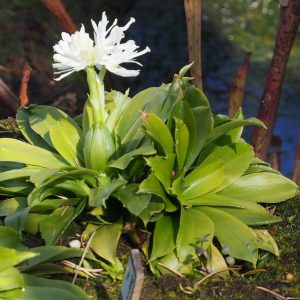 Heloniopsis orientalis Alba – Bild 3