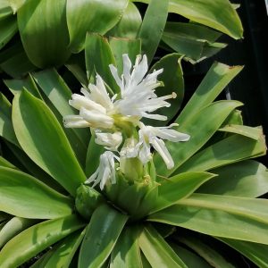 Heloniopsis orientalis Alba