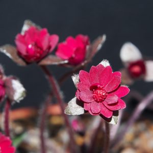 Hepatica japonica Shinku – Bild 2