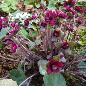 Hepatica japonica Shinku – Bild 3
