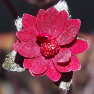 Hepatica japonica Shinku