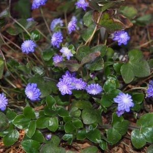 Hepatica japonica Chitose – Bild 2