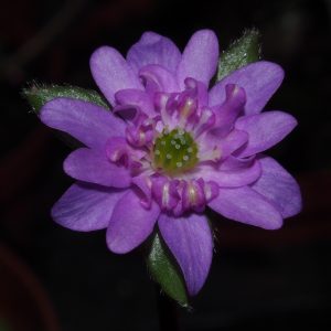 Hepatica japonica Harukaze – Bild 3