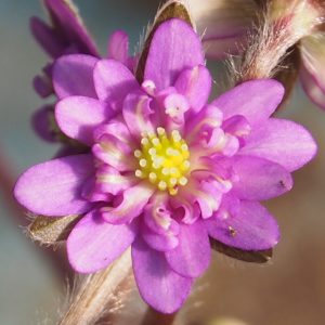 Hepatica japonica Harukaze