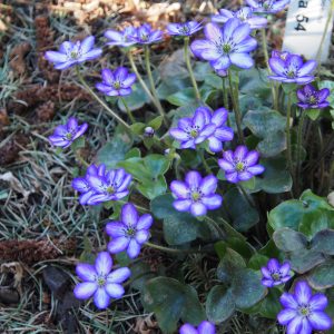 Hepatica japonica Hyoujunka 54 – Bild 3