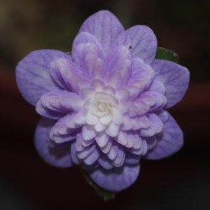 Hepatica japonica Chitose