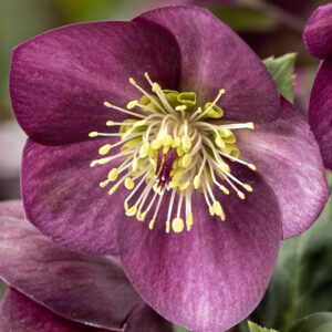 Helleborus x nigercors Ice N Roses' Ice Breaker Ruby ' ® Neu! – Bild 3